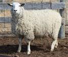 Sheep Trax Lacey 282L